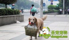 训练宠物犬帮主人提篮子