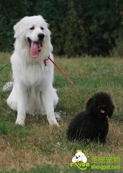 ����ָ�׵��޼�