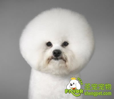 ����Ϊʲô�����ָ��