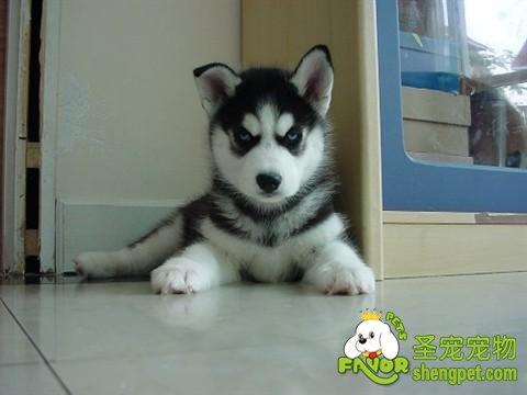 ��ʿ�����ݻ�������