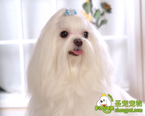 �������Ϊ������˹����