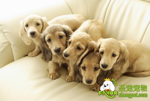 ��ëȮ��������������