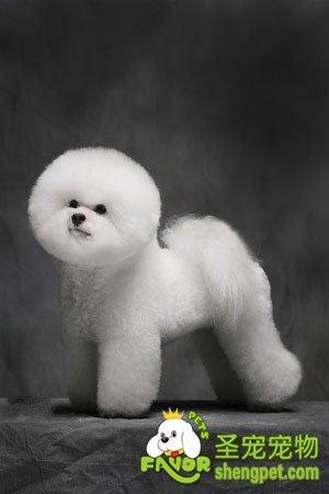 ��ë����Ȯ�����ݻ�������