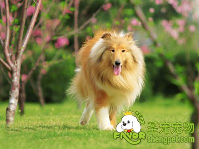 �ո�������Ȯ