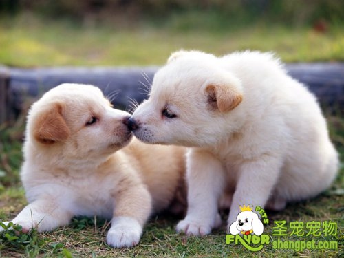 ���й�������ע������