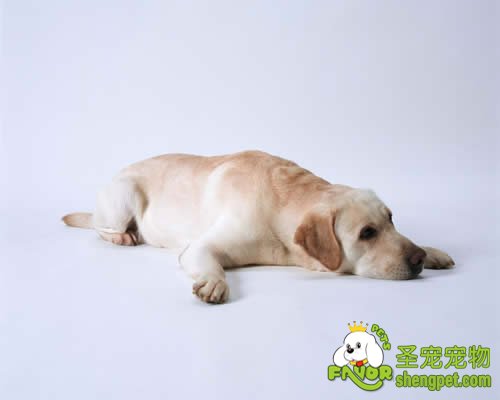 ĸȮ����ǰ����Ӧ�ø�ʲô