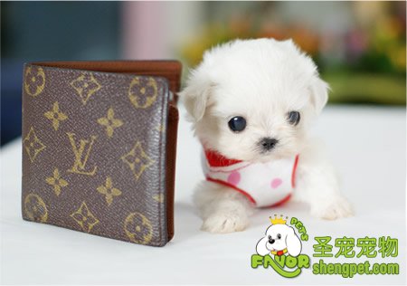 ��Щ�������ʺϼ�ͥ��ֳ