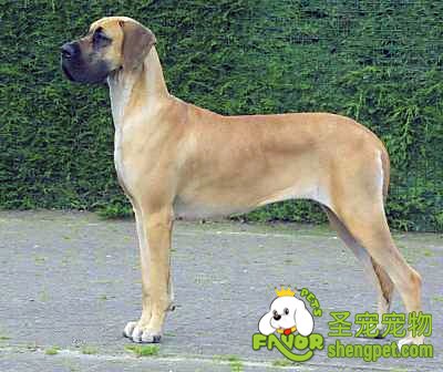 ע�⹷����������