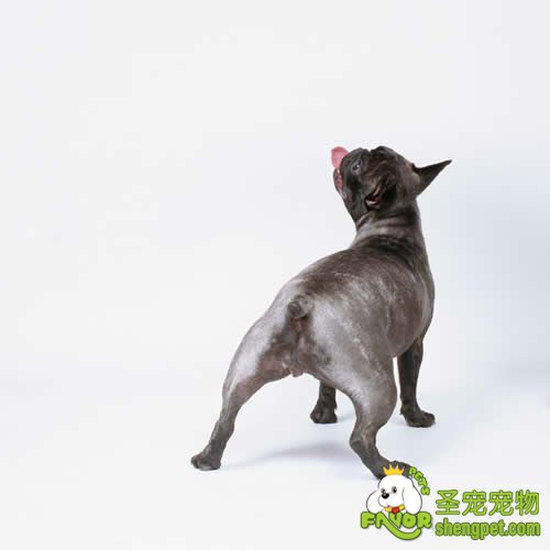 �����ķ�ֳ���ں�����ԭ��