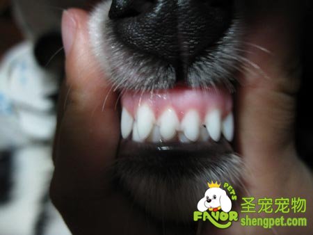如何根据狗的牙齿判断狗的年龄