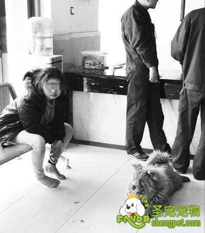 主人醉卧路中央 忠犬松狮成“保镖”