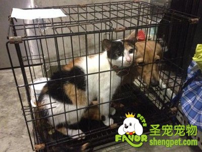 ���·��ֳ������� ��������ɫè������վ