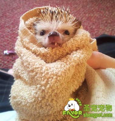 ��������ɹ������ȱ���� �ȳ��ߺ�����