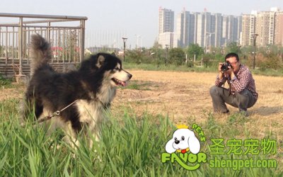 ������Ӱʦ �ڿ�����¶���ǰ��