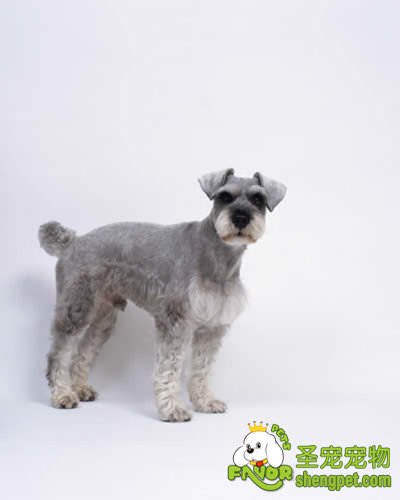 �������ﵱ�ı�ƭ