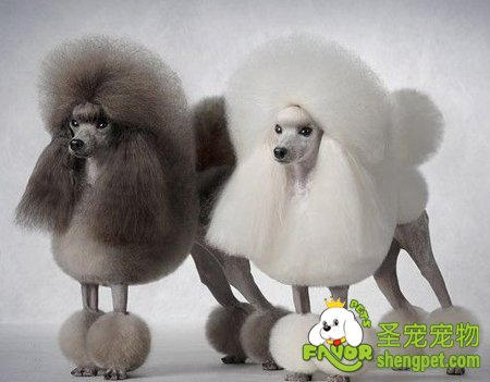 �μӱ������Ȯ��ë����������