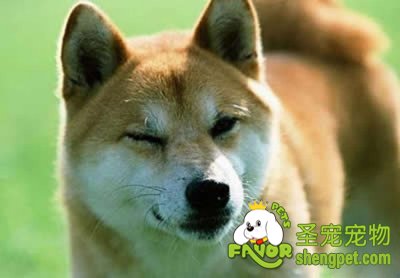 ������ϴ����ʲô����