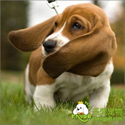 �����Ķ����������ϴ