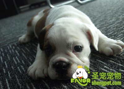 ��ţȮ���������ķ���