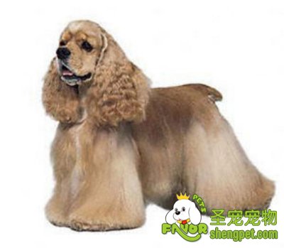 �ɿ�Ȯ�����ݷ���