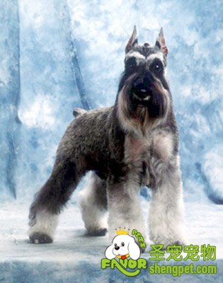 ѩ�������������ݹ���