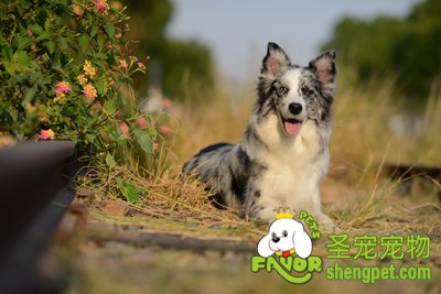 �߾�����Ȯ¶��