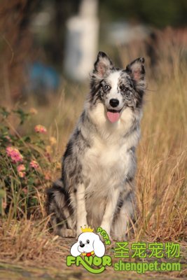 �߾�����Ȯ¶��