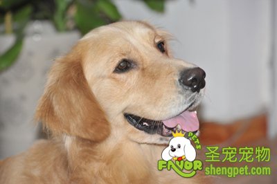 ��ëȮ���»�