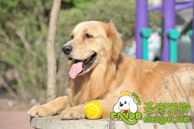 ��ëȮ���»�