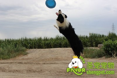 �߾�����Ȯ����