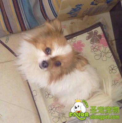 ����ȮСlucky