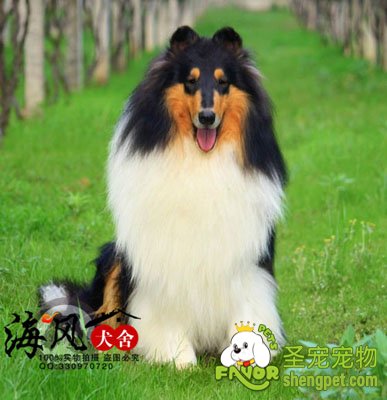 �ո�������Ȯ��ɭ��