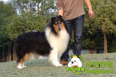 �ո�������Ȯ��ɭ��