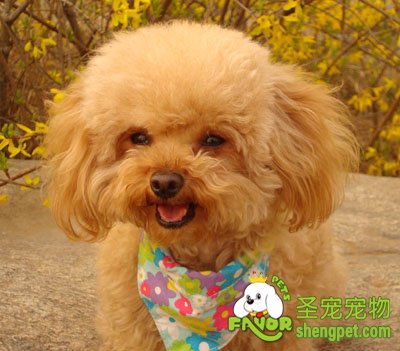 ��߹��Ȯ���