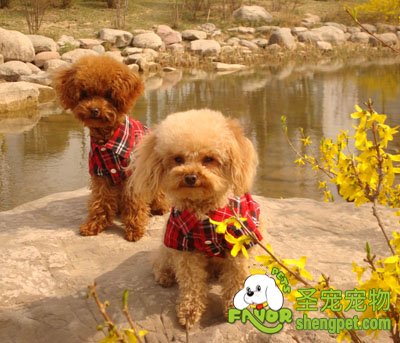 ��߹��Ȯ���