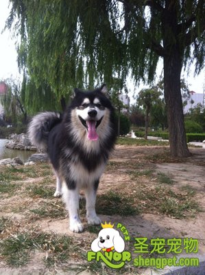 ����˹��Ȯ�϶�