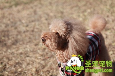 ��׼���ë��