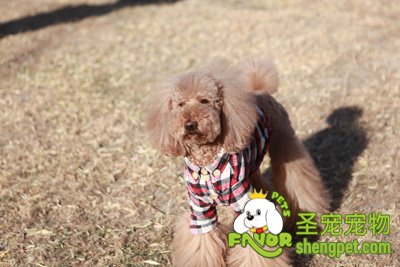 ��׼���Ȯë��