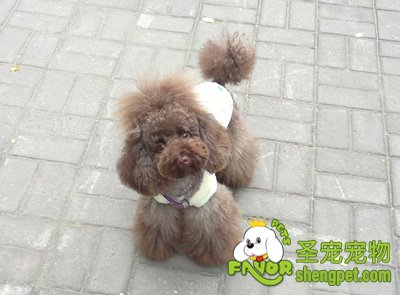 ������Ȯ���