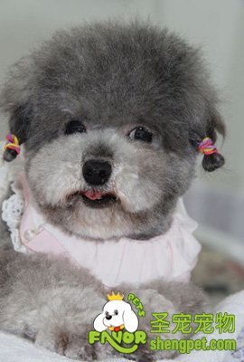 ��ɫ̩��ȮС�ɰ�