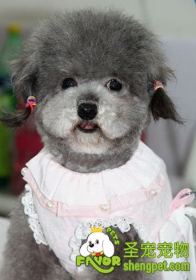 ��ɫ̩��ȮС�ɰ�