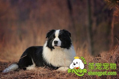 �߾�����ȮMax