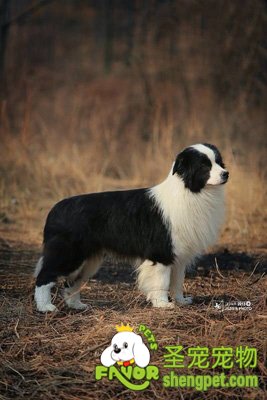 �߾�����ȮMax