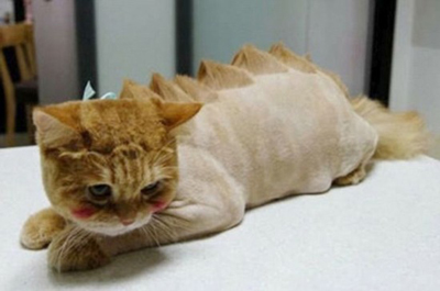  ��������è