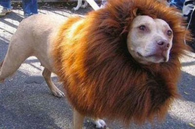  ��ʨ�ӡ���