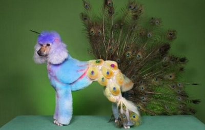  ����ȸ����