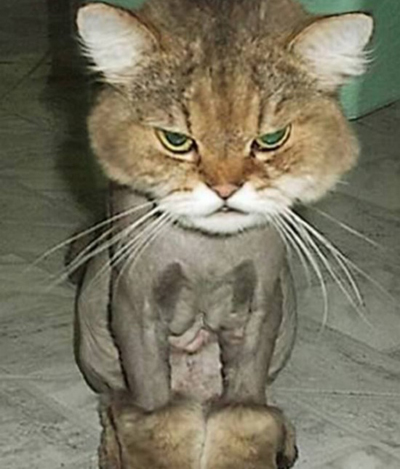  ��ѩ��ѥ��è