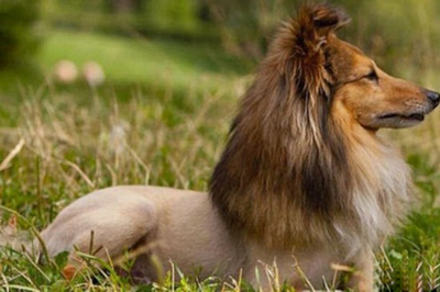  ��Ұţ����