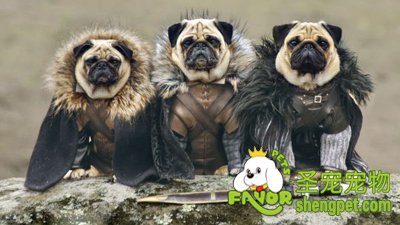 �������ﹷ�����Ȳ�������