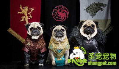 �������ﹷ�����Ȳ�������